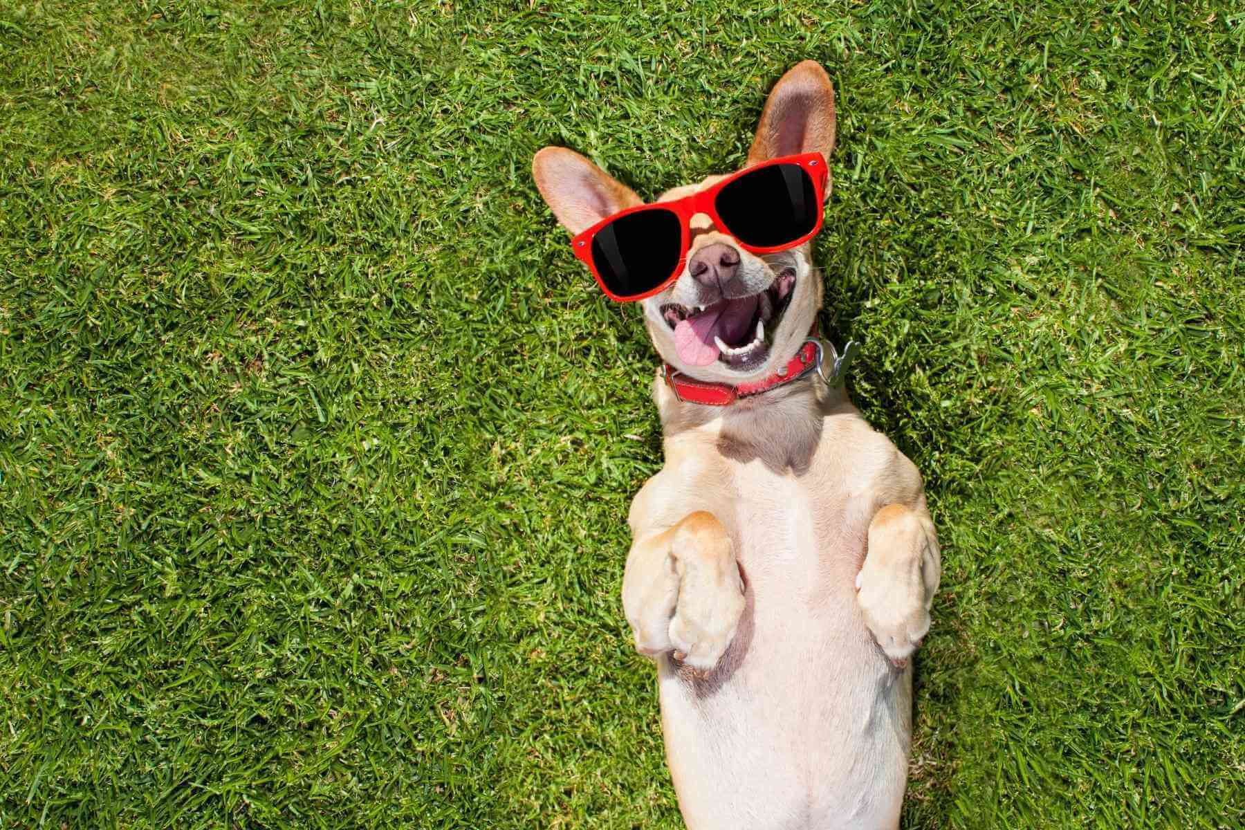 A dog with sunglasses and text that reads, "We love your pets!"